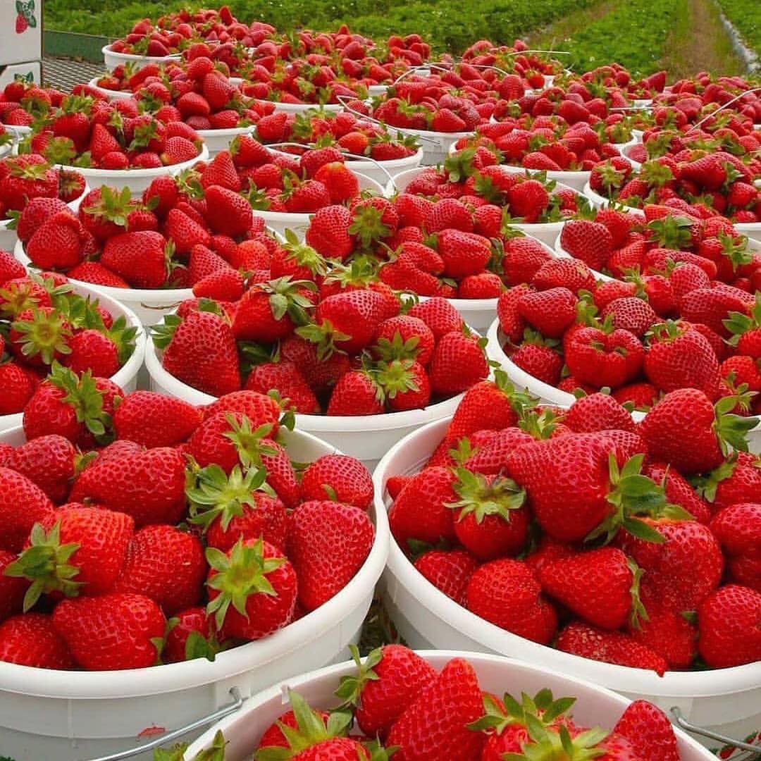 Tag someone you want to eat all of these strawberries with!️
.
Follow
Follow  …