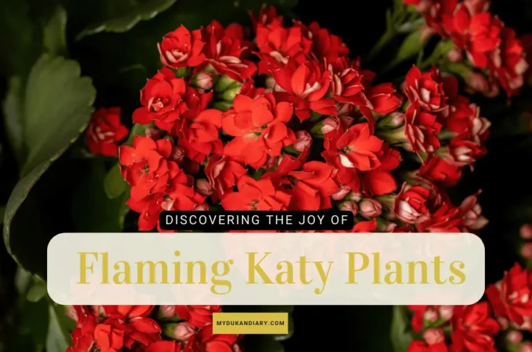 Discovering the Joy of Flaming Katy Plants